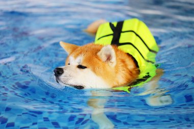 Akita Inu can yeleği giyiyor ve havuzda yüzüyor. Köpek yüzmesi. Japon köpeği..