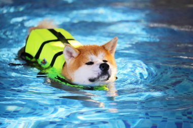 Akita Inu can yeleği giyiyor ve havuzda yüzüyor. Köpek yüzmesi. Japon köpeği..