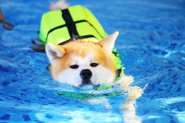 Akita Inu can yeleği giyiyor ve havuzda yüzüyor. Köpek yüzmesi. Japon köpeği..