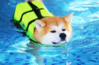 Akita Inu can yeleği giyiyor ve havuzda yüzüyor. Köpek yüzmesi. Japon köpeği..