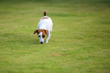 Jack Russell Terrier parkta yürüyor. Köpek çim tarlasına salındı..