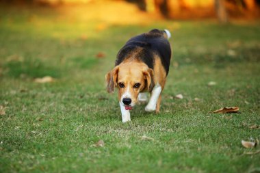 Beagle yeri koklar ve parkta yürür. Köpek çim tarlasına salındı..
