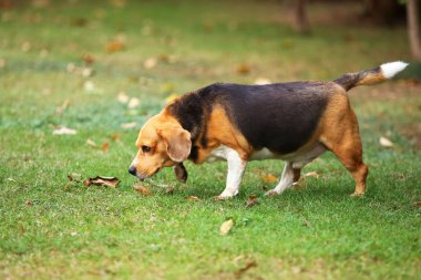 Beagle yeri koklar ve parkta yürür. Köpek çim tarlasına salındı..