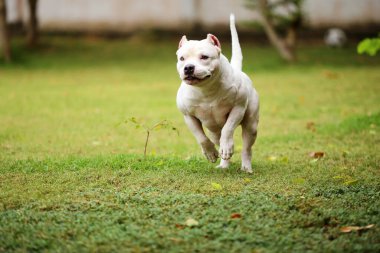 American Pitbull Terrier parkta koşuyor. Kas köpeği çim tarlasına salındı..