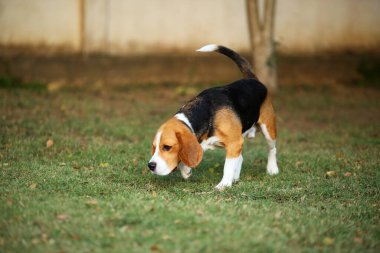 Beagle yeri koklar ve parkta yürür. Köpek çim tarlasına salındı..