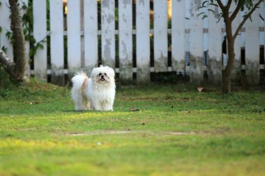 Pofuduk köpek parka salındı. Köpek gülümsüyor.