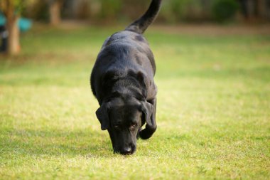 Labrador Retriever toprağı kokluyor ve parkta yürüyor. Köpek çim tarlasına salındı..
