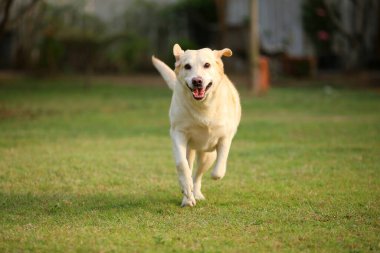 Labrador Retriever parkta koşuyor. Mutlu köpek çim tarlasına salındı..