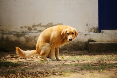 Golden Retriever parkta kaka yapıyor..