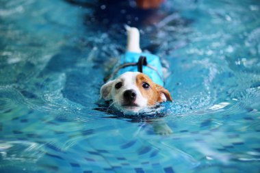 Jack Russell Terrier can yeleği giyiyor ve havuzda yüzüyor. Köpek yüzme.