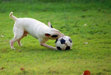 Bull Terrier parkta futbol topunu kovalıyor. Köpek çimlerde futbol oynuyor..