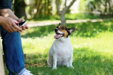 Jack Russell Terrier, parkın sahibi. Köpek çim tarlasında oturmuş bir adamın yanında bekliyor..