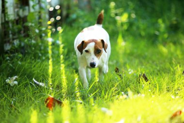 Jack Russell Terrier parkta. Köpek çim tarlasına salındı..