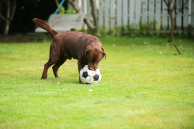 Labrador Retriever parkta futbol topunu kovalıyor. Köpek çimlerde futbol oynuyor..