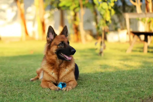 German Shepherd dog lying and playing with toy at the park. Dog smiling. Dog playing with toy.