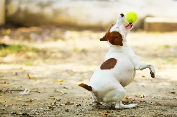 Jack Russell Terrier parkta tenis topuyla oynuyor..