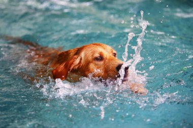 Golden Retriever havuza su sıçratıyor. Köpek yüzmesi. Köpek gülümsüyor.