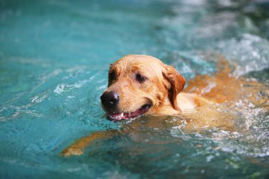 Golden Retriever havuzda yüzüyor. Köpek yüzmesi. Köpek gülümsüyor.