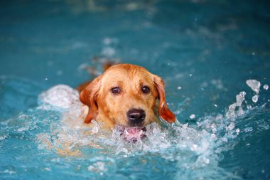 Golden Retriever havuza su sıçratıyor. Köpek yüzmesi. Köpek gülümsüyor.