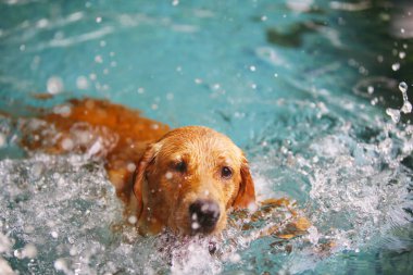 Golden Retriever havuza su sıçratıyor. Köpek yüzmesi. Köpek gülümsüyor.