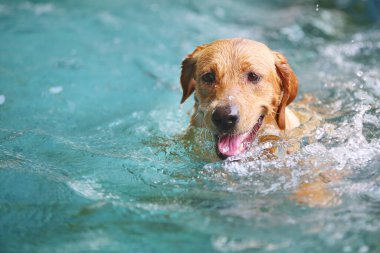 Golden Retriever havuzda yüzüyor. Köpek yüzmesi. Köpek gülümsüyor.