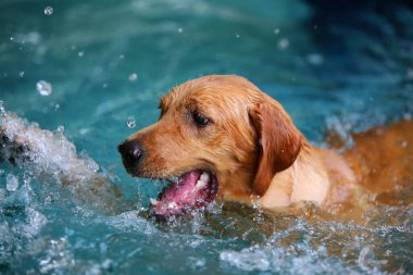 Golden Retriever havuza su sıçratıyor. Köpek yüzmesi. Köpek gülümsüyor.