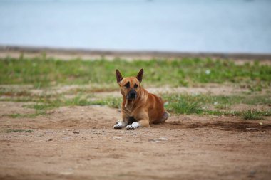 Sahilde yatan melez bir köpek. Deniz kenarında bir köpek. Seyahat konsepti. Doğadaki hayvanlar.