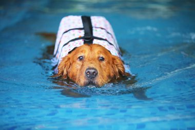 Golden Retriever can yeleği giyiyor ve havuzda yüzüyor. Köpek yüzme.