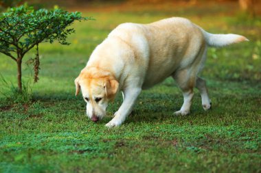 Labrador Retriever parkta yürüyor. Köpek çimlere salındı..