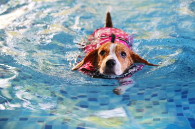 Can yeleği giyiyor ve havuzda yüzüyor. Köpek yüzme.