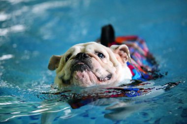 İngiliz Bulldog can yeleği giyiyor ve havuzda yüzüyor. Köpek yüzme.