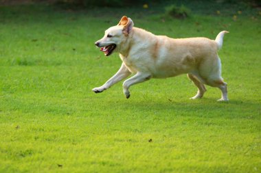 Labrador Retriever parkta koşuyor. Köpek çimlere salındı..