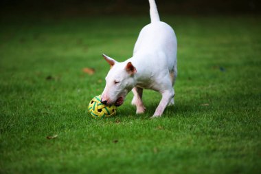 Bull Terrier köpeği topu ağzında tutuyor ve parkta yürüyor. Köpek çimlerde futbol oynuyor..