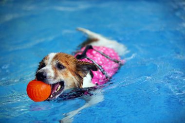 Köpek can yeleği giyiyor ve havuzda oyuncak tutuyor. Köpek yüzme.