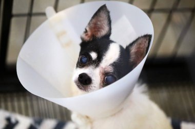 Chihuahua, sol gözündeki ameliyattan sonra Elizabeth dönemine ait koruyucu bir tasma takıyor. Köpek gözlerinden yaralandı..