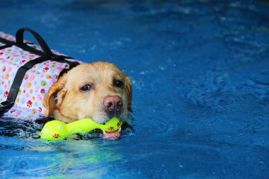 Labrador Retriever can yeleği giyiyor ve havuzda oyuncak tutuyor. Köpek yüzme.
