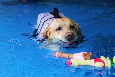 Labrador Retriever can yeleği giyiyor ve havuzda oyuncak oynuyor. Köpek yüzmesi. Köpek oyuncakla oynuyor..