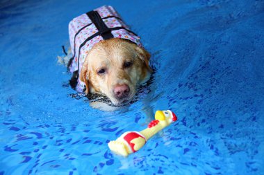 Labrador Retriever can yeleği giyiyor ve havuzda oyuncak oynuyor. Köpek yüzmesi. Köpek oyuncakla oynuyor..