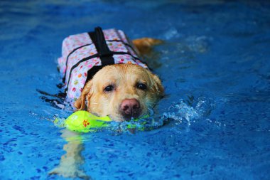 Labrador Retriever can yeleği giyiyor ve havuzda oyuncak tutuyor. Köpek yüzme.