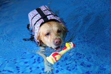 Labrador Retriever can yeleği giyiyor ve havuzda oyuncak oynuyor. Köpek yüzmesi. Köpek oyuncakla oynuyor..