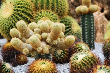 Bahçede çeşitli kaktüsler var. Kaktüs dekorasyonu