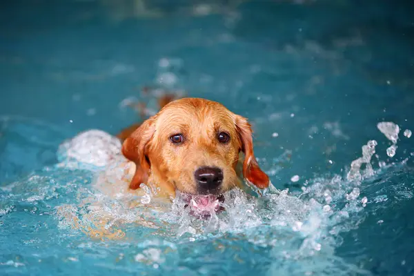Golden Retriever havuza su sıçratıyor. Köpek yüzmesi. Köpek gülümsüyor.