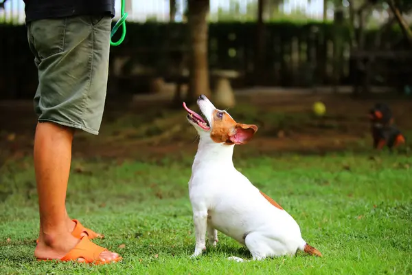 Jack Russell Terrier parkın sahibinden emir bekliyor. Köpek sahibini serbest bıraktı..