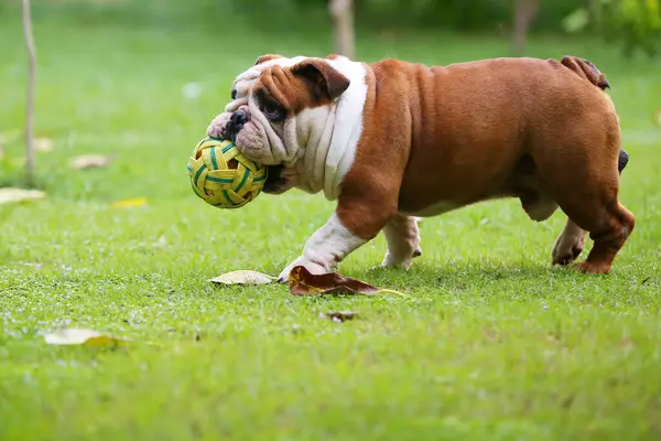 Bulldog topu ağzında tutuyor ve parkta yürüyor. Köpek çimlerde futbol oynuyor..