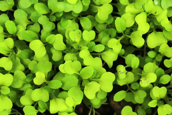 Bebek Kale Saplings organik çiftlikte. Bebek sebze.