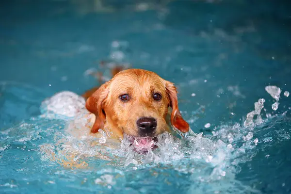 Golden Retriever Fazer Salpicos Água Piscina Natação Cães Sorriso Cão — Fotografia de Stock
