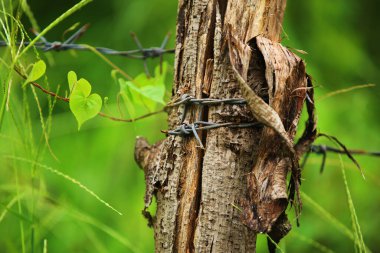 Yeşil yapraklı ağaç kütüğüyle dikenli tel sarma