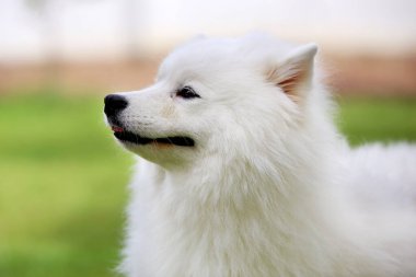 Bulanık yeşil alan arkaplanlı mutlu bir portre. Yumuşak beyaz köpek gülümsüyor.