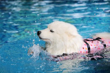 Samoylar can yeleği giyerse havuzda su sıçratır. Köpek yüzme.