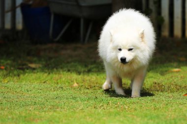 Samoyed, çim tarlasında yürüyen köpek sol bölgede fotokopi alanı var, beyaz köpek